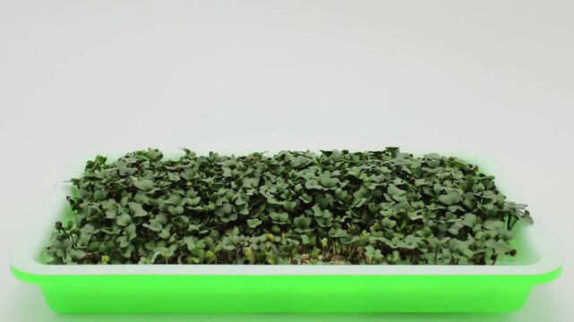 Super time lapse of germinating and sprouting exposed broccoli seeds while growing microgreens in rectangular tray under grow light and against white background
