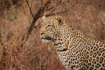 Profile face shot of an elusive leopard in the wilds of Kenya