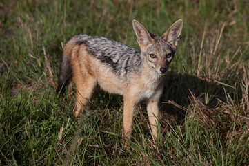 Closeup of a black backed jackal