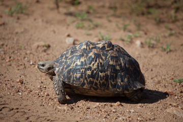 Leopard tortoise crossing the road in Africa