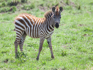 Baby zebra with head turned looking at camera with green grass background