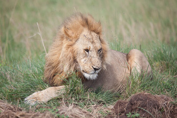 Big male lion sitting in the grass looking regal, like the king of the jungle
