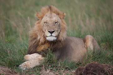 Big male lion sitting in the grass looking regal, like the king of the jungle