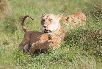 Lioness with a very cute cub, cuddling in the green grass