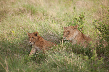 Lioness with a tiny cute cub looking left
