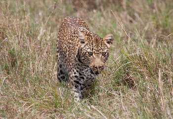 Leopard walking right at the camera