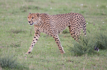 Impressive closeup of a cheetah walking in green grass in Africa