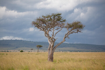 A lone isolated tree in the middle of the African savanna