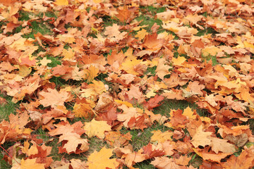 Many autumn fallen maple leaves on the meadow. Fallen autumn leaves on the grass, yellow maple leaves on a sunny day. Nature background. Fallen yellow leaves on the ground. Autumn background