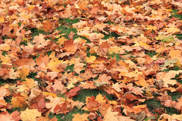 Many autumn fallen maple leaves on the meadow. Fallen autumn leaves on the grass, yellow maple leaves on a sunny day. Nature background. Fallen yellow leaves on the ground. Autumn background