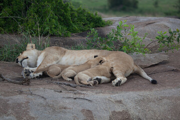 Sleepy mama lioness with three little cubs all hungrily nursing while she naps