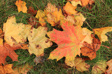 Many autumn fallen maple leaves on the meadow. Fallen autumn leaves on the grass, yellow maple leaves on a sunny day. Nature background. Fallen yellow leaves on the ground. Autumn background