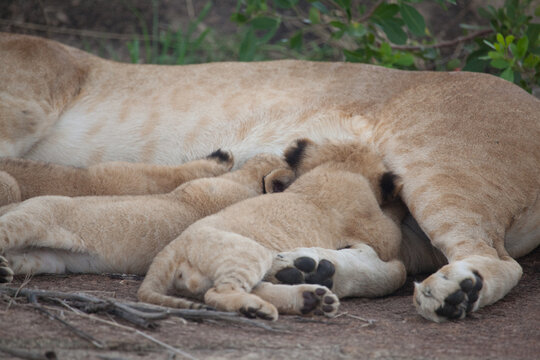 Sleepy mama lioness with three little cubs all hungrily nursing while she naps