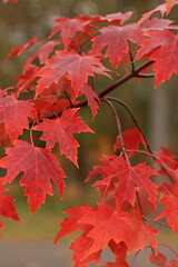 Red maple leaves, blurred background. Natural autumn background. Maple with red autumn leaves. Bright colors of autumn