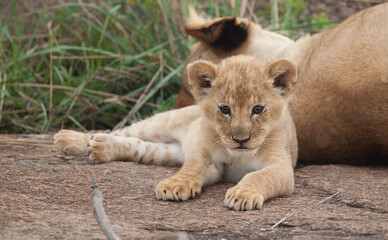 Cutest baby lion cub ever in a closeup wild shot from the serengeti.