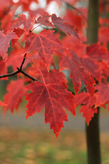 Fototapeta premium Red maple leaves, blurred background. Natural autumn background. Maple with red autumn leaves. Bright colors of autumn