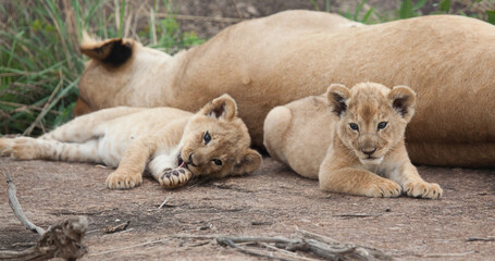 Two sleepy lion cubs are about as cute as animals get