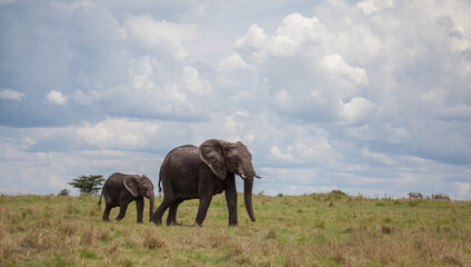 elephants in the savannah, mom and calf