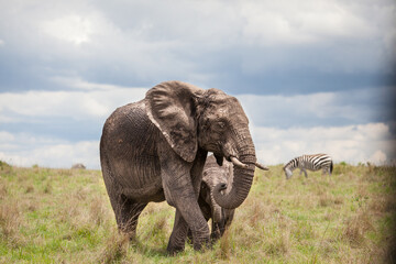 Obraz premium Moma elephant hides her baby with zebra and clouds in the african background