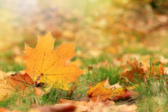 Autumn leaf close-up, selective focus. Fallen autumn leaves on the grass, yellow maple leaf with sun glare. Nature background. Fallen yellow leaves on the ground. Autumn background
