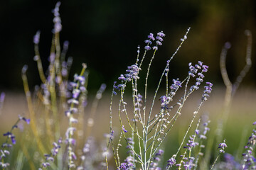 A steppe grass with blue flowers on thin stems, similar to lavender.