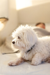 A cute little dog is guarding a baby while she sleeps in the bed