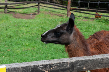 brown llama or lama, inside a farmhouse
