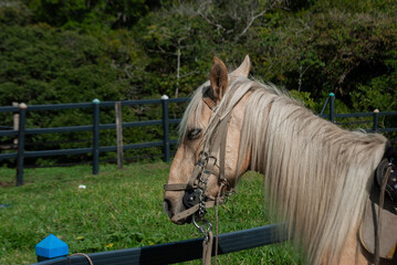 horse with saddle inside a tourist farm