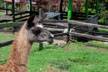 brown llama or lama, inside a farmhouse