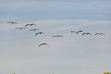 Flock of sandhill cranes (Antigone canadensis) in flight