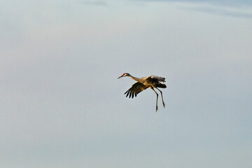 The Sandhill crane (Antigone canadensis) in flight