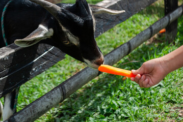 girl feeding a goat, inside a farmhouse, sunny day