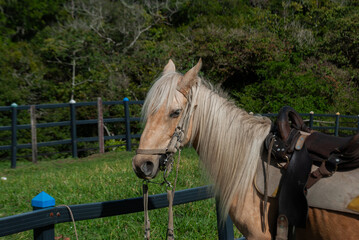 horse with saddle inside a tourist farm