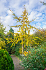 Beautiful Ginkgo biloba or maidenhair tree with autumn leaf colors