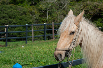 horse with saddle inside a tourist farm