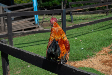 funny rooster running on top of a fence, on a farm