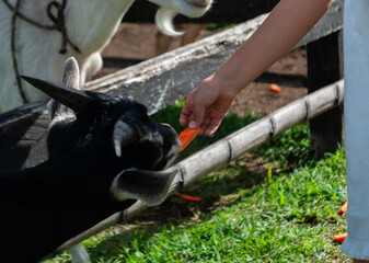 girl feeding a goat, inside a farmhouse, sunny day