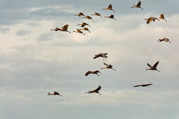 Flock of sandhill cranes (Antigone canadensis) in flight
