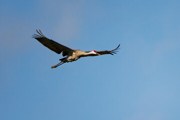 The Sandhill crane (Antigone canadensis) in flight