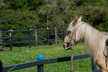 horse with saddle inside a tourist farm