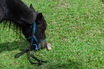 horse with saddle inside a tourist farm