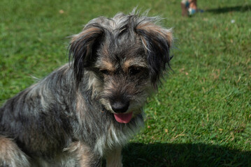 cute dog without breed posing for a photo, in a green area or park