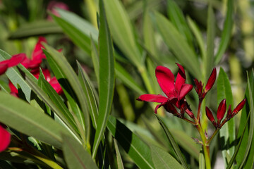 Bright red oleander flowers in full bloom against a soft-focus green background, highlighting the beauty of Mediterranean flora in detail.
