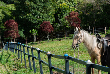 horse with saddle inside a tourist farm