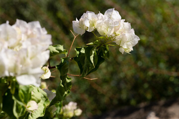 Delicate white bougainvillea flowers in bloom with green leaves, captured in natural sunlight against a blurred background, embodying Mediterranean elegance.
