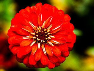 red dahlia flower
