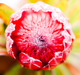 red poppy flower
