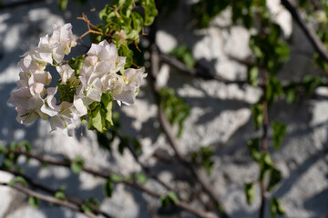 Delicate white bougainvillea flowers in bloom with green leaves, captured in natural sunlight against a blurred background, embodying Mediterranean elegance.
