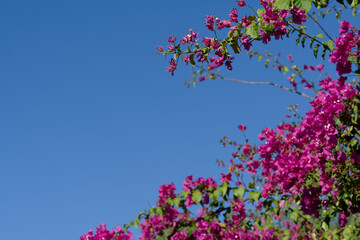 Bright pink bougainvillea flowers covering lush green foliage under clear blue skies, showcasing vibrant Mediterranean flora in Alanya, Turkey.
