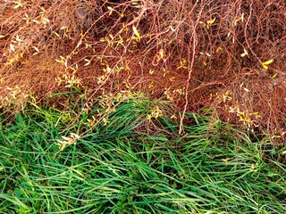  Dry bushes against a background of green grass in autumn